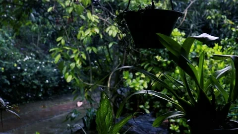 Rain in the flower garden.  Light Rain Falling On Tree Leaves, soft rain Stockbeeldmateriaal 240070190