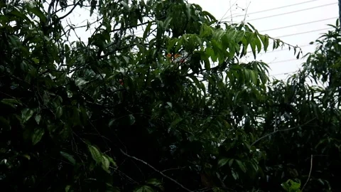 Rain in the flower garden. light Rain Falling On Tree Leaves Stockbeeldmateriaal 240074559