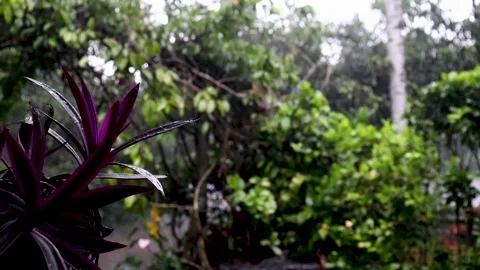 Rain in the flower garden. Rain Falling On Tree Leaves, plant in the pot Stockbeeldmateriaal 240294539