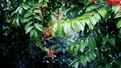Rain in the flower garden. Raindrop on leaf trees Stockbeeldmateriaal 225314510