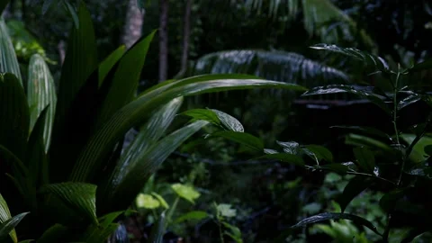 Rain in the flower garden. Raindrop on leaf trees Vídeos de archivo 230176828