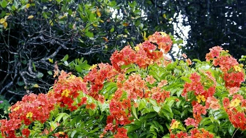 Rain in the flower garden. Raindrop on leaf trees Stockbeeldmateriaal 230176917