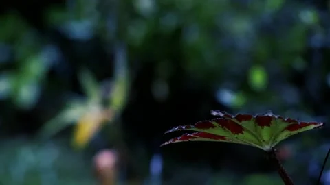 Rain in the flower garden. A raindrop on a leaf tree, light Rain Falling Vídeos de archivo 311706281