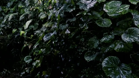 Rain in the flower garden. Raindrops on leaf tree Vídeos de archivo 237023933
