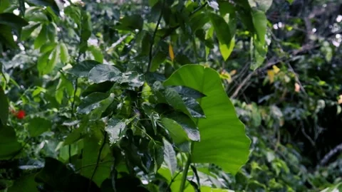 Rain in the flower garden. Raindrops on leaf tree Vídeos de archivo 237029257