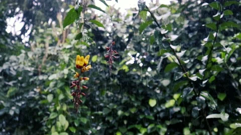 Rain in the flower garden. Raindrops on leaf trees Stockbeeldmateriaal 237056204