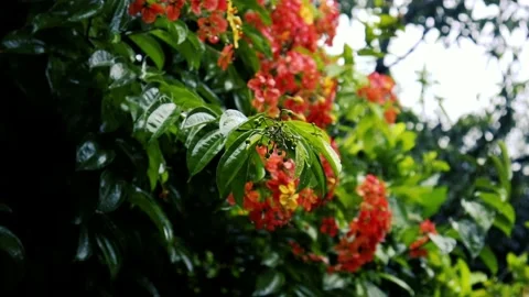 Rain in the flower garden. Raindrops on leaf tree Stockbeeldmateriaal 237857205