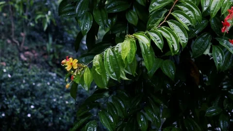 Rain in the flower garden. Raindrops on leaf tree Stockbeeldmateriaal 237858391
