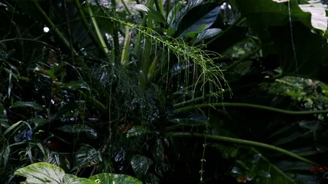 Rain in the flower garden. Raining drop on leaf tree Vídeos de archivo 238060208