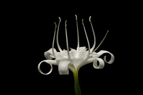 Rain flower. Stock Photos