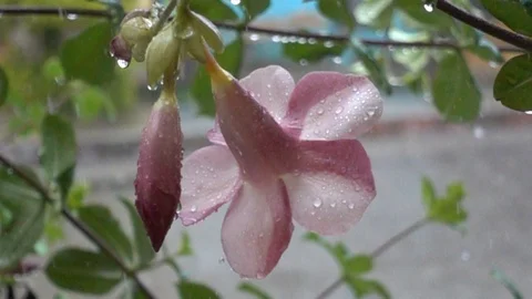 Rain Flower slow motion Stock Footage 109453374