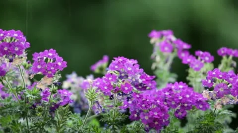 Rain on flowers Stock-Footage 11153097