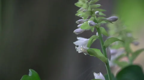 Rain on Flowers 動画素材 51065084