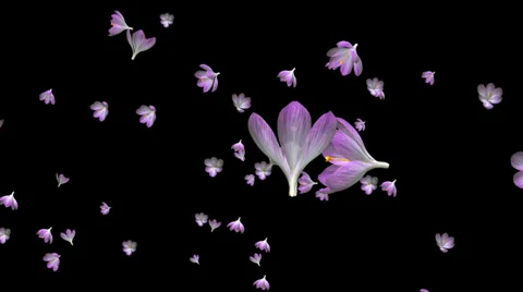 Rain of Flowers - Pink Crocus III - Loop - Alpha Channel Stock Footage