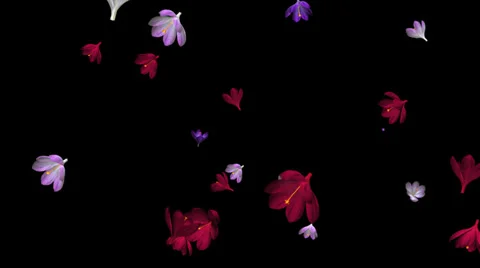 Rain of Flowers - Pink, Red and Blue Crocus III - Loop - Alpha Channel Stock Footage