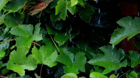 Rain flows On a vine Stock Footage 21261178