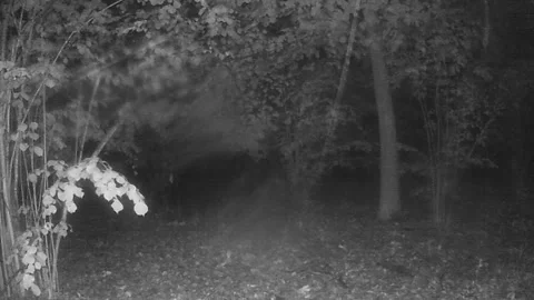 Rain, flying drops, night video shooting, forest, summer, hazel grove, Ukraine. Stock Footage 337195510