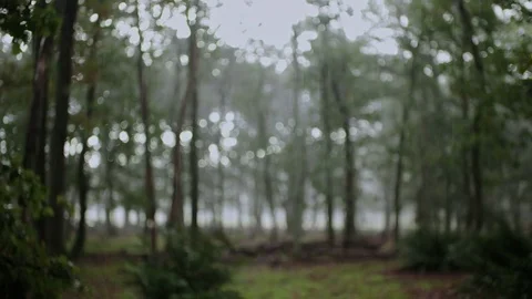 Rain is in focus when a focus pull reveals the small tall trees Stock Footage 85216056