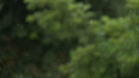 RAIN FOCUSED, BACKGROUND NATURE DEFOCUSED Stock Footage 90679202