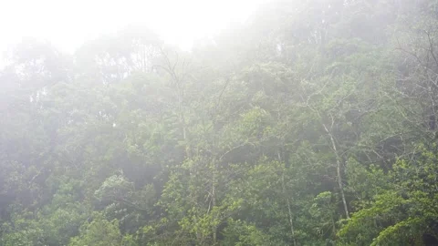 Rain fog and clouds flowing through the trees along the Mysterious evergreen for Stock Footage 154572747