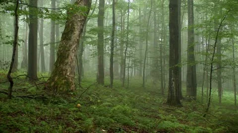 Rain in foggy beech forest Stock-Footage 12160732
