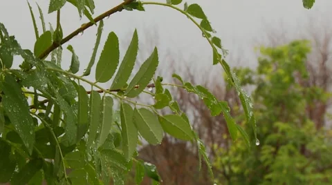Rain on foliage 4 Stock Footage 7731660