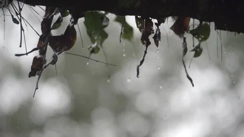 Rain from foliage Stock Footage 270339600