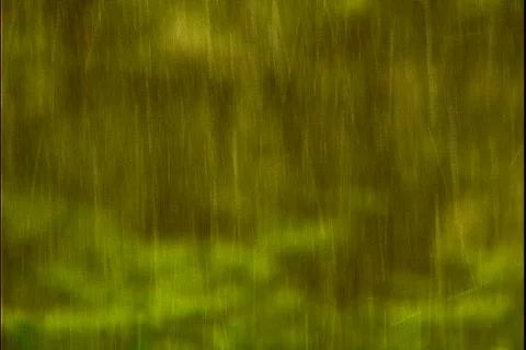 Rain 스톡 동영상 288856