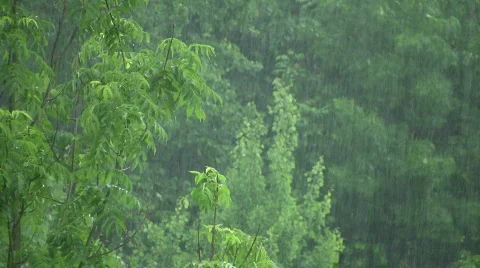 Rain 스톡 동영상 485918
