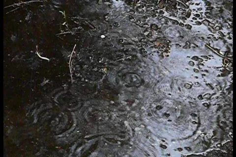 Rain Stock Footage 770981