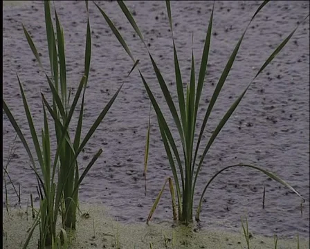 Rain Видео 944008