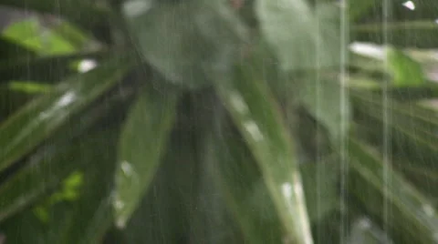 Rain Stock Footage 5421886