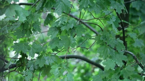 Rain Stock Footage 7545219