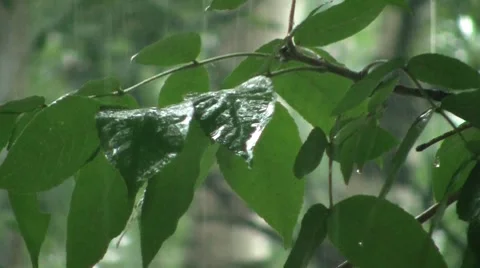 Rain Stock Footage 7751659