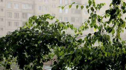 Rain Stock Footage 8535608