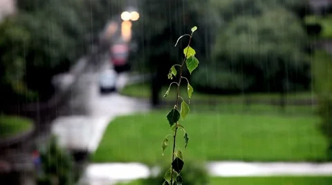 Rain Stock Footage 8601209