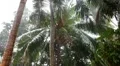 rain HD Footage
