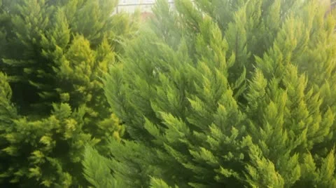 Rain Stock Footage 10736149