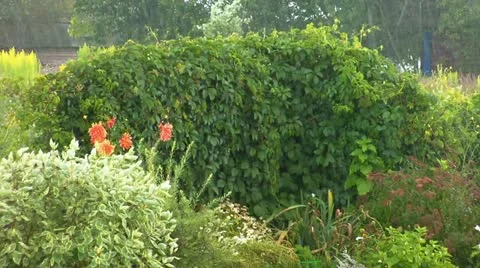 Rain Vídeo Stock 11412106