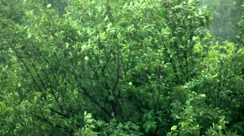Rain Stock Footage 24728375