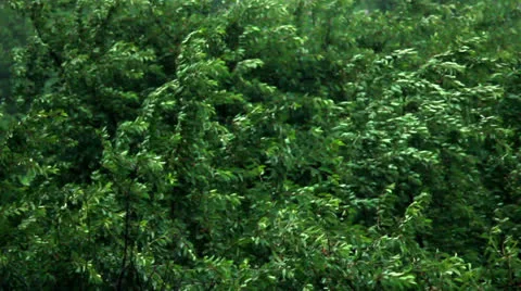 Rain Stock Footage 24728376