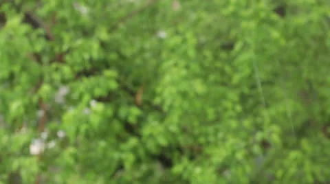 Rain Stockbeeldmateriaal 24977399