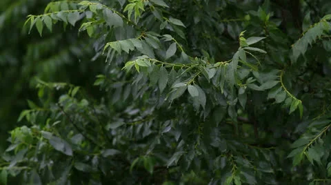 Rain Stock Footage 25843680