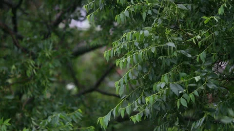 Rain Stock Footage 25844837