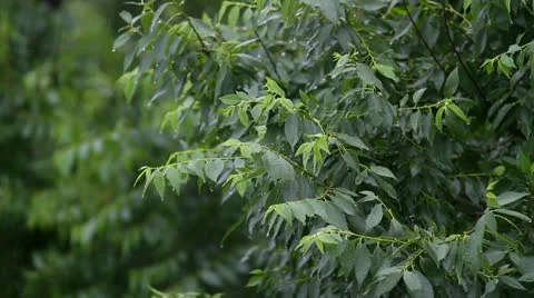 Rain Stock Footage 25844900