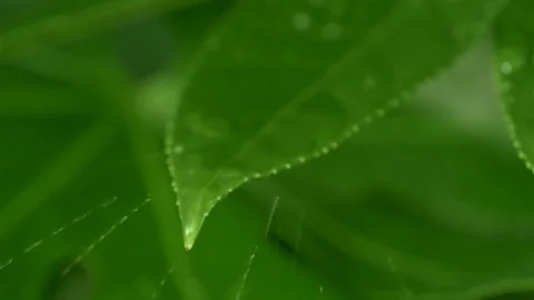 Rain 스톡 동영상 73827157