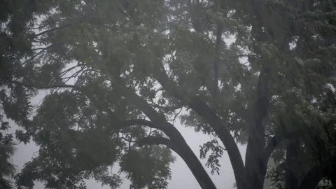 Rain Stock-Footage 75389928