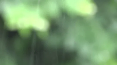 Rain Stock Footage 78897504