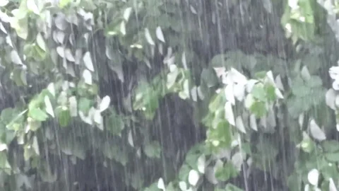 Rain Stock Footage 79005913