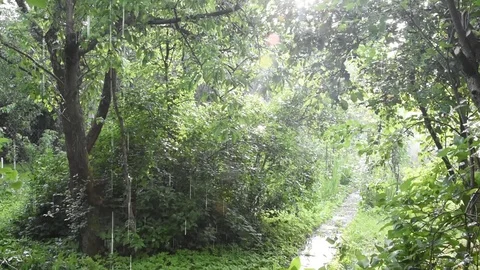 The rain Stock Footage 80867941